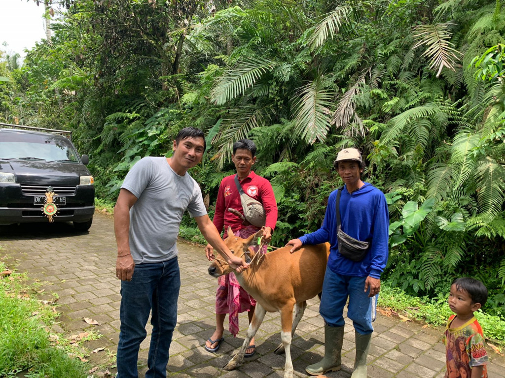 Pemerdayaan Kepada Masyarakat, Pemerintah Desa Petang Menyerahkan Sapi Kepada Pengangon Desa Petang